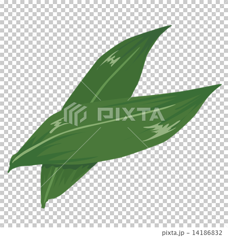 クマザサ クマザサ 14186832