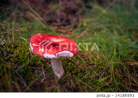 Red fungus 14186993