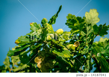 Acorn ripe Acorn ripe 14187041