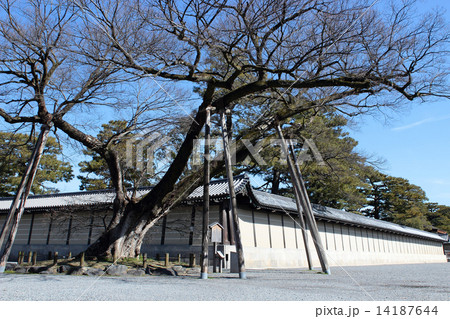 京都御所　清水谷家の椋 14187644