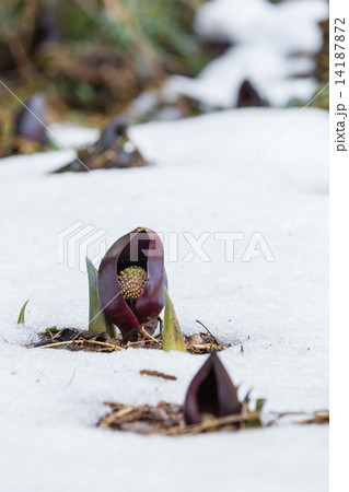 ザゼンソウ 14187872