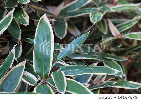 クマザサ 14187879