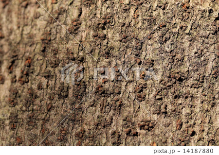 タブノキの樹皮 14187880