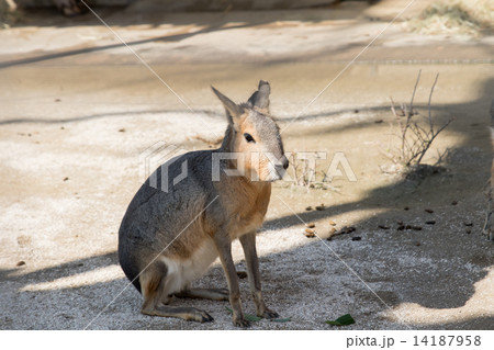 マーラ(井の頭自然文化園) 14187958