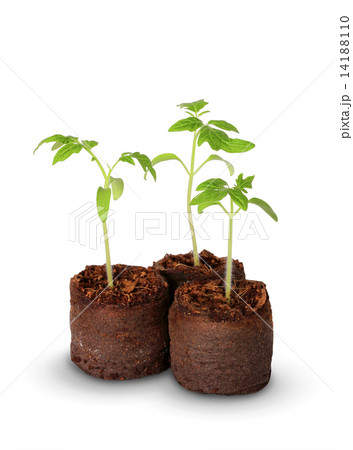 A tomato seedling in the peat pot, isolated A tomato seedling in the peat pot, isolated 14188110