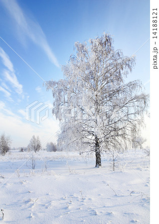 tree in snow against blue sky. Winter scene. tree in snow against blue sky. Winter scene. 14188121