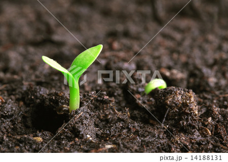 small green seedling in the ground 14188131