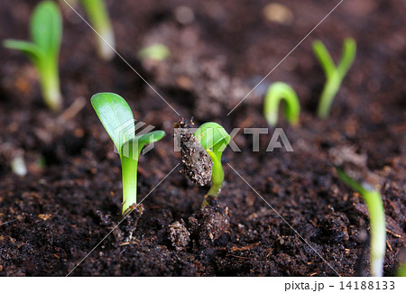 small green seedling small green seedling 14188133