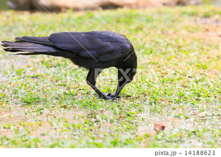 black birds crow pinch and feeding on green grass ground in the 14188623