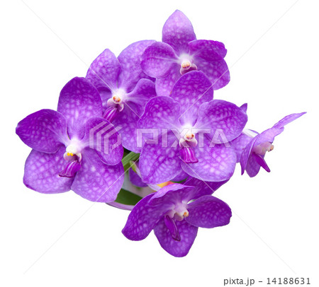 orchid flowers bouquet isolated on white background orchid flowers bouquet isolated on white background 14188631