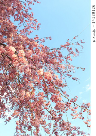 八重紅枝垂れ桜 14189126
