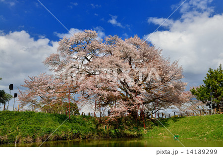浅井の桜 14189299