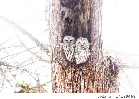 北海道のエゾフクロウ 14189468