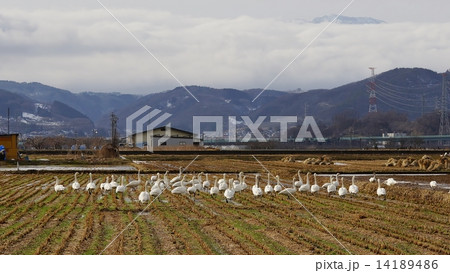 田んぼとコハクチョウ 14189486