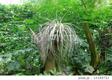 キセログラフィカの写真素材