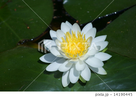 睡蓮　陽が昇ると花が開きますが朝寝坊です。 14190445
