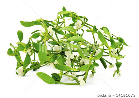common mistletoe 14191075