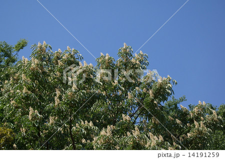 栃の木　たくさんの白い花が咲いています。 14191259