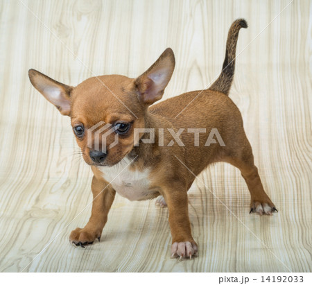 Chihuahua puppy 14192033