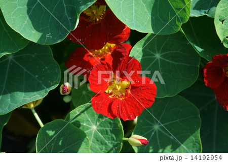 金蓮花 きんれんか ナスチタウムと呼ばれています の写真素材