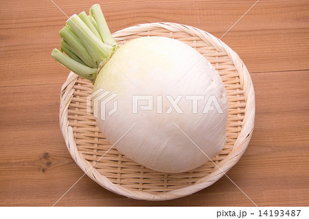 聖護院大根 14193487