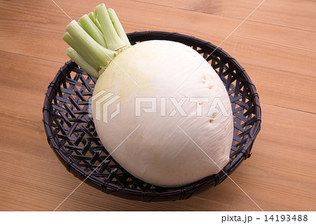 聖護院大根 聖護院大根 14193488