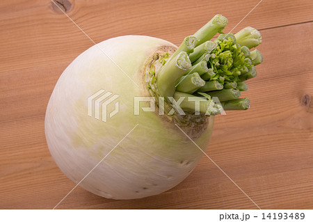 聖護院大根 14193489