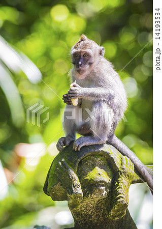 Monkey at Monkey Forest Monkey at Monkey Forest 14193534