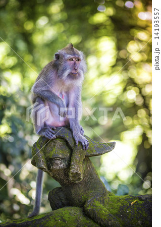 Monkey at Monkey Forest Monkey at Monkey Forest 14193557