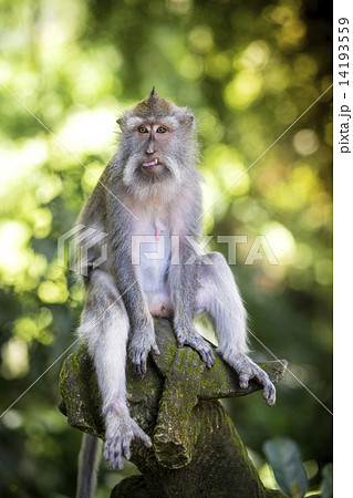 Monkey at Monkey Forest Monkey at Monkey Forest 14193559