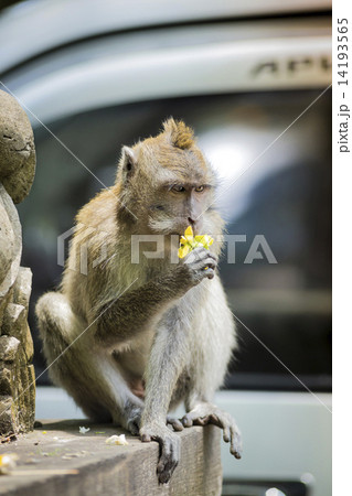 Monkey at Monkey Forest 14193565