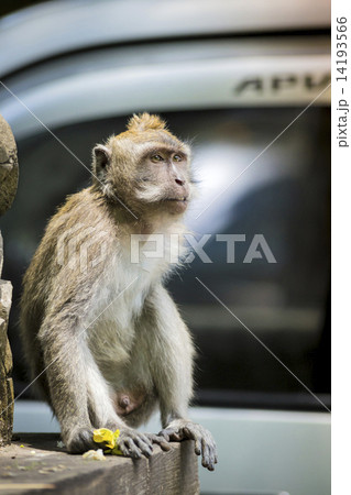 Monkey at Monkey Forest Monkey at Monkey Forest 14193566