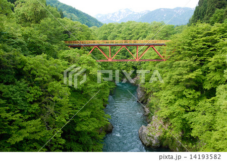 新緑の玉川渓谷 14193582