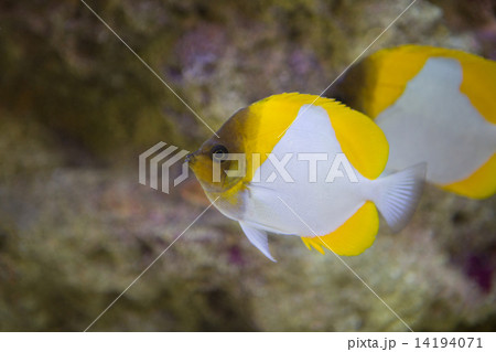 カスミチョウチョウウオ 14194071