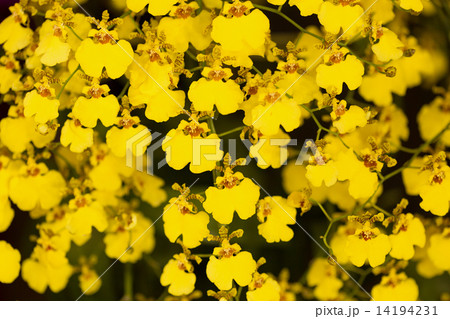 オンシジューム オンシジューム 14194231