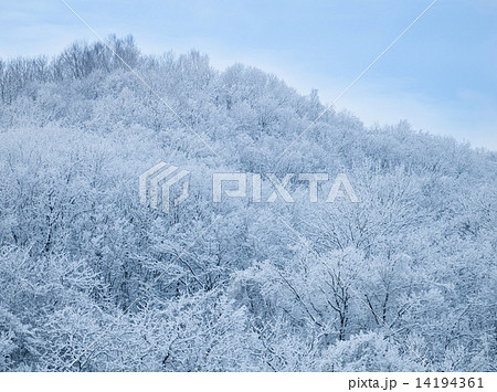 樹氷 14194361