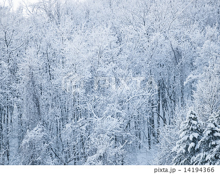樹氷 14194366