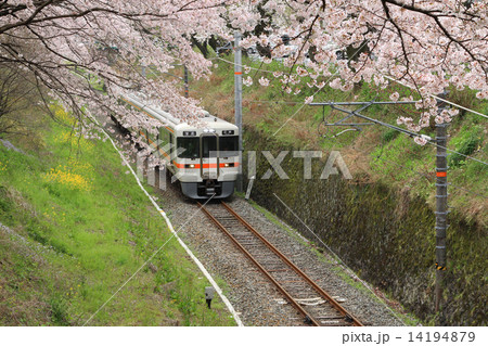 桜と御殿場線 14194879
