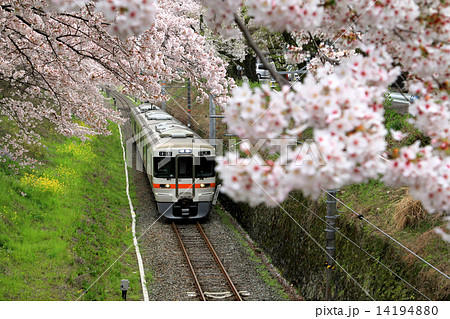 桜と御殿場線 14194880