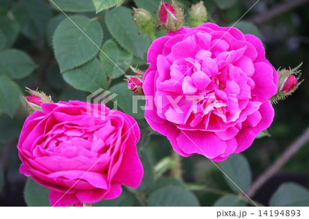 クラシックな花形のオールドローズ アンリ・マルタン クラシックな花形のオールドローズ アンリ・マルタン 14194893