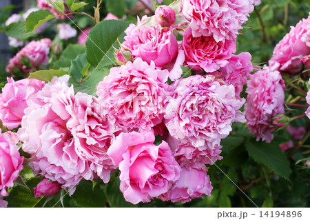 花びらが多い薔薇 フレンチローズ ヴィアン ヴニュの写真素材