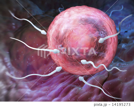 Sperm and Ovum 14195273