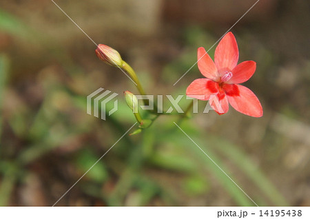 ヒメヒオウギアヤメ ヒメヒオウギアヤメ 14195438