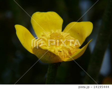 コウホネ コウホネ 14195444