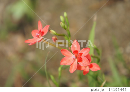 ヒメヒオウギアヤメ ヒメヒオウギアヤメ 14195445