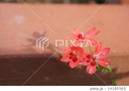 ヒメヒオウギアヤメ 14195563