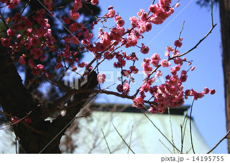 建長寺の紅梅 14195755