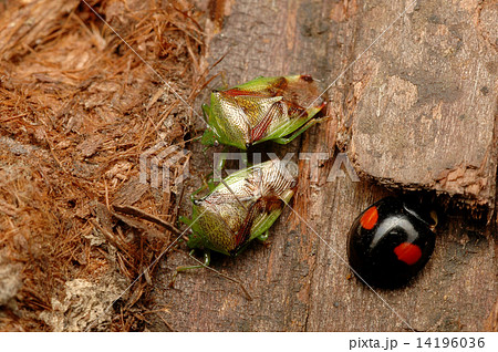 樹皮下で越冬していたアオモンツノカメムシ 14196036