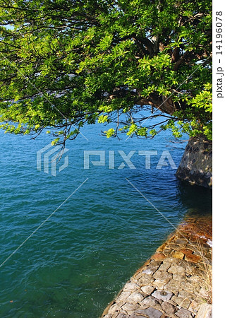 三角西港 石積みの岸壁とアコウ 14196078