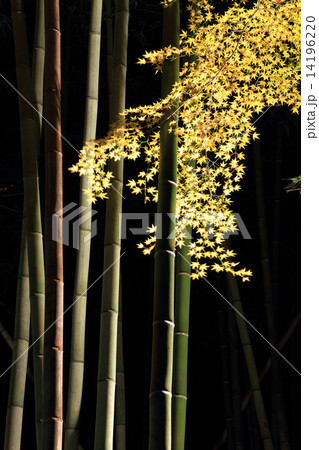 12月 竹林の小径・嵐山花灯路と紅葉 14196220